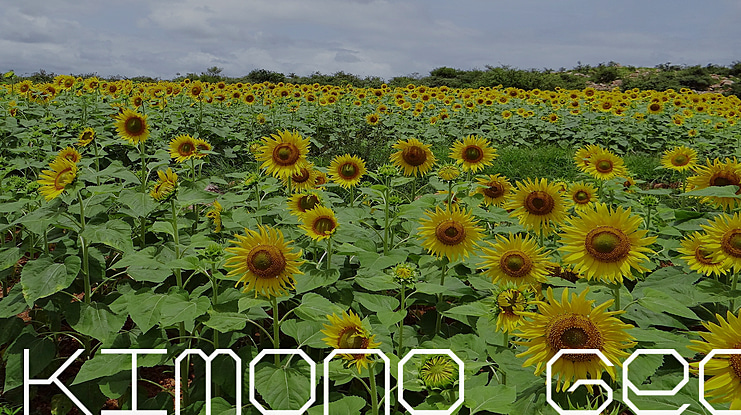 Kimono Geo Font Family