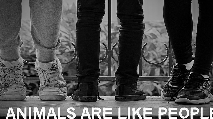 Animals are like people Font