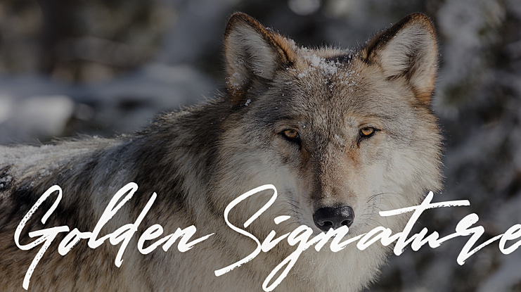 GoldenSignature Font