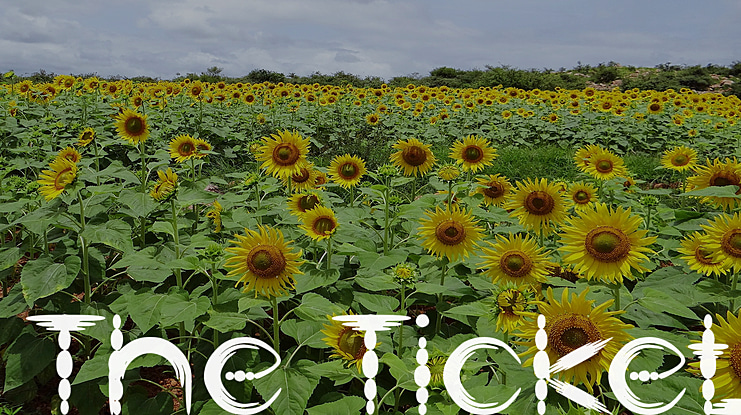 The Ticket Font Family