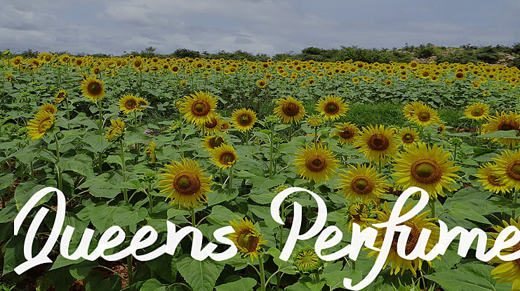 Queens Perfume Font