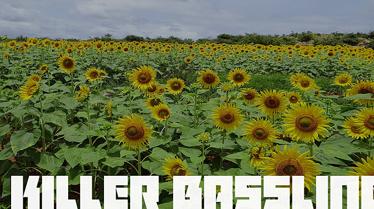 Killer Bassline Font Family