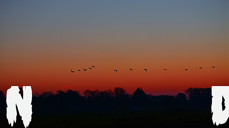 Night of the Deads Font