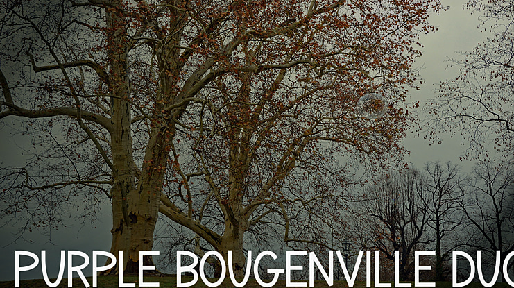 Purple Bougenville Duo Font Family