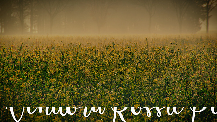 Vendora Rossie Personal Use Font