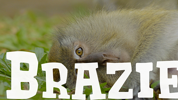 Brazie Font