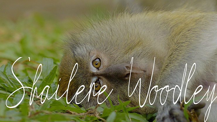 Shailene Woodley Font