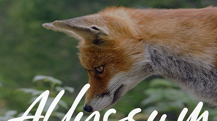 Allyssum Font Family