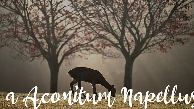 a Aconitum Napellus Font