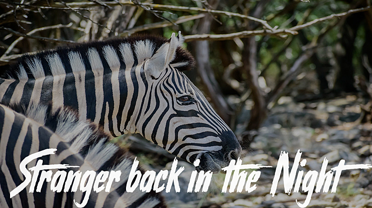 Stranger back in the Night Font