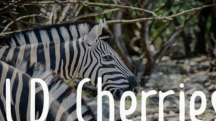 LD Cherries Font Family