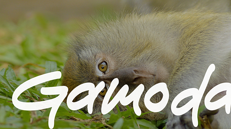 Gamoda Font