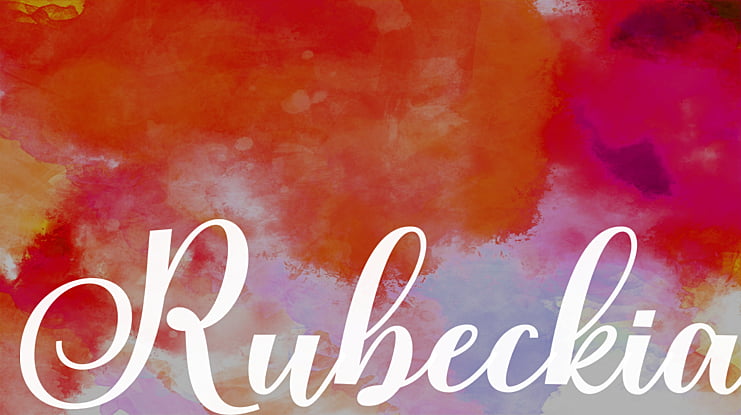 Rubeckia Font Family