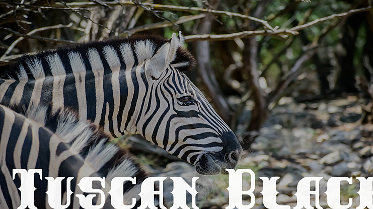Tuscan Black Font