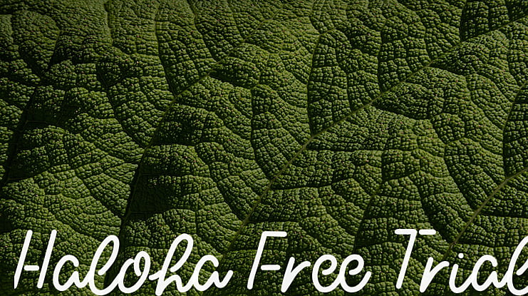 Haloha Free Trial Font