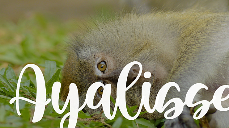 Ayalisse Font