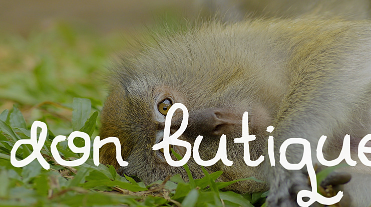 Don Butique Font