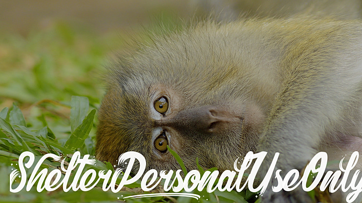 Shelter_PersonalUseOnly Font