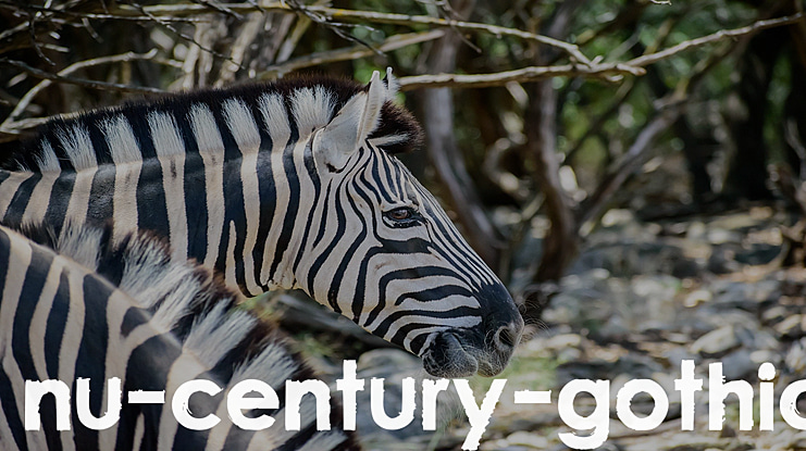 nu-century-gothic Font