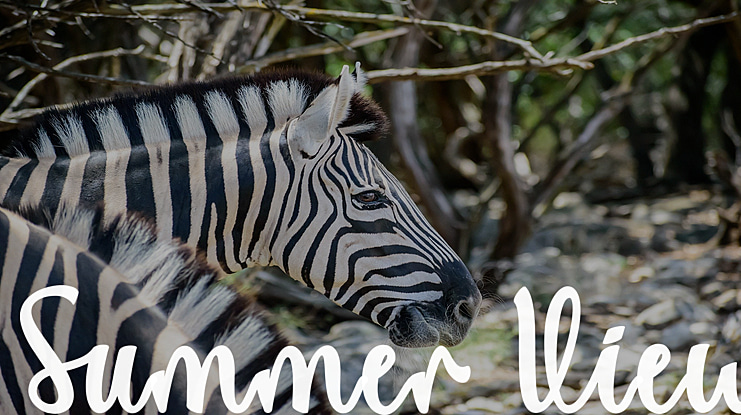 Summer View Font Family