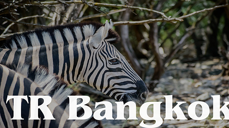 TR Bangkok Font