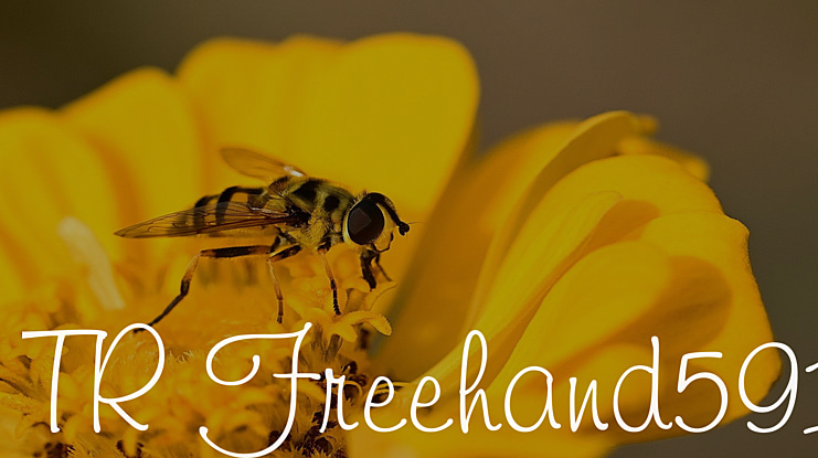 TR Freehand591 Font