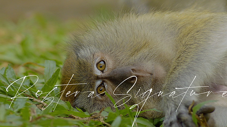 Rostera Signature Font