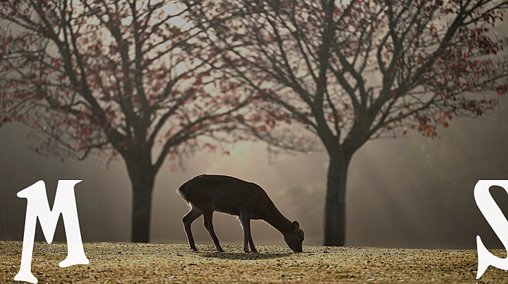 Magnificent Serif Font