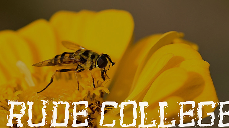 Rude College Font