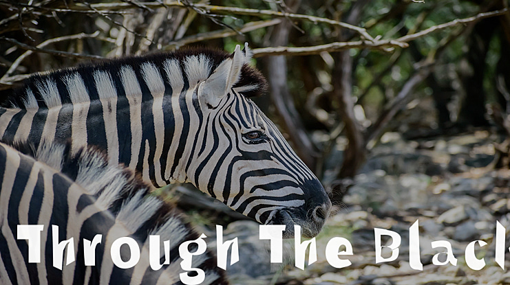 Through The Black Font Family