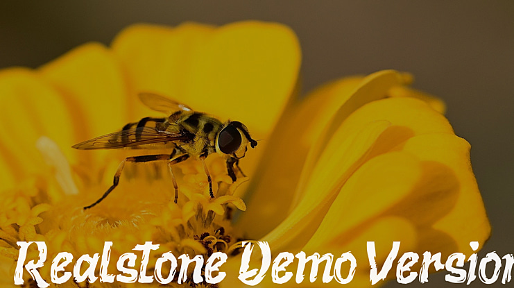 Realstone Demo Version Font