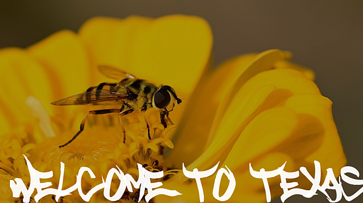 Welcome to Texas Font