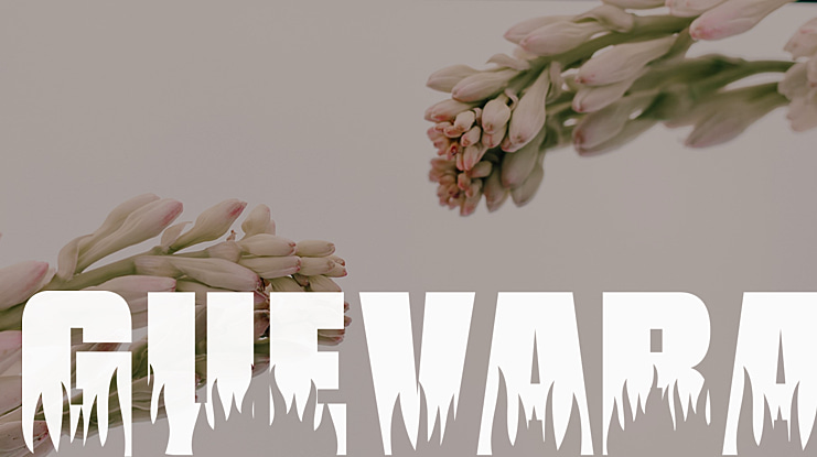 Guevara Font
