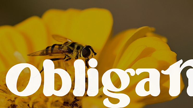 Obligati Font