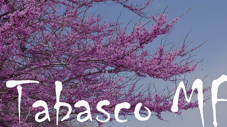 Tabasco MF Font