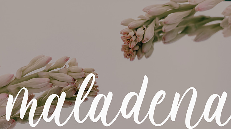 maladena Font