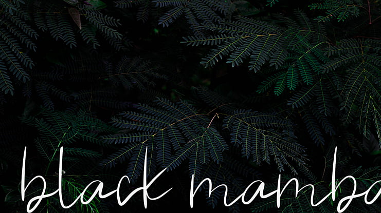 black mamba Font