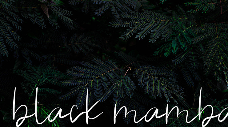black mamba Font