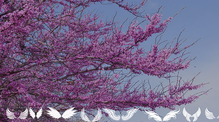 wings of wind tfb Font