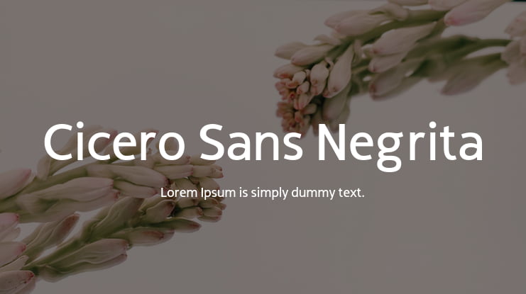 Cicero Sans Negrita Font