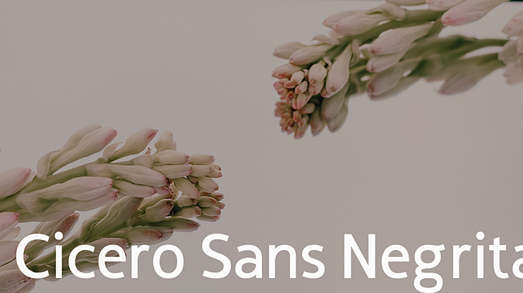 Cicero Sans Negrita Font