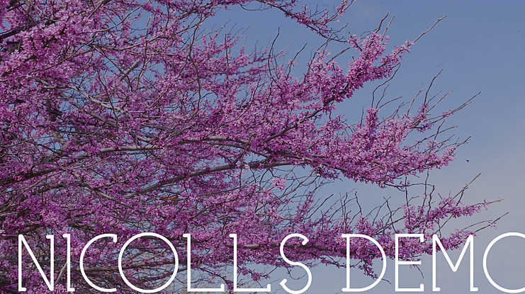 NICOLLS DEMO Font Family