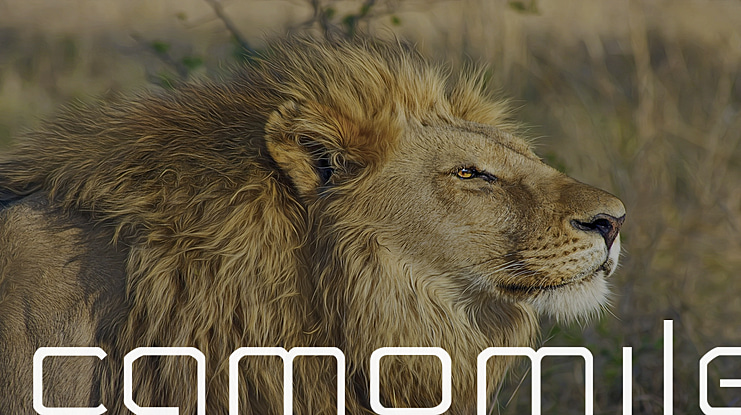 Camomile Font Family