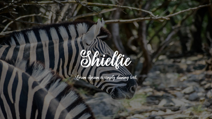Shielfie Font Family