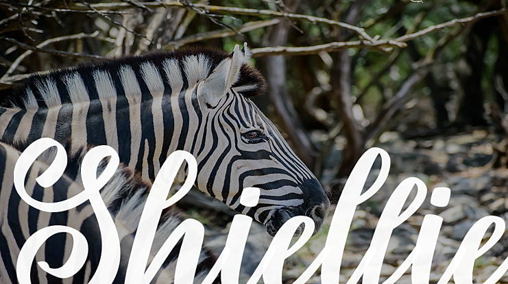 Shielfie Font Family