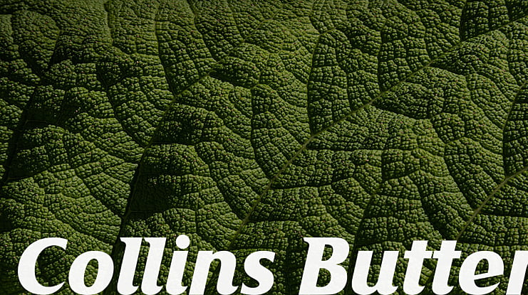 Collins Butter Font Family