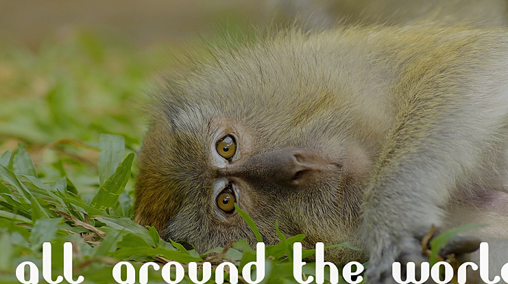 all around the world Font