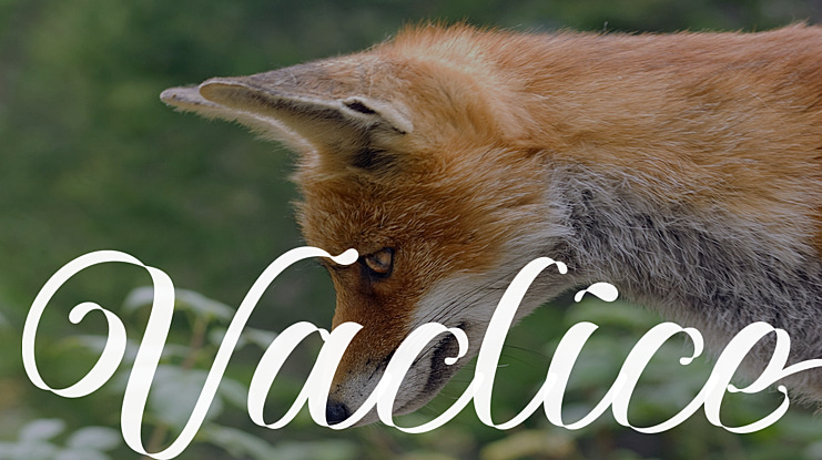 Vaclice Font
