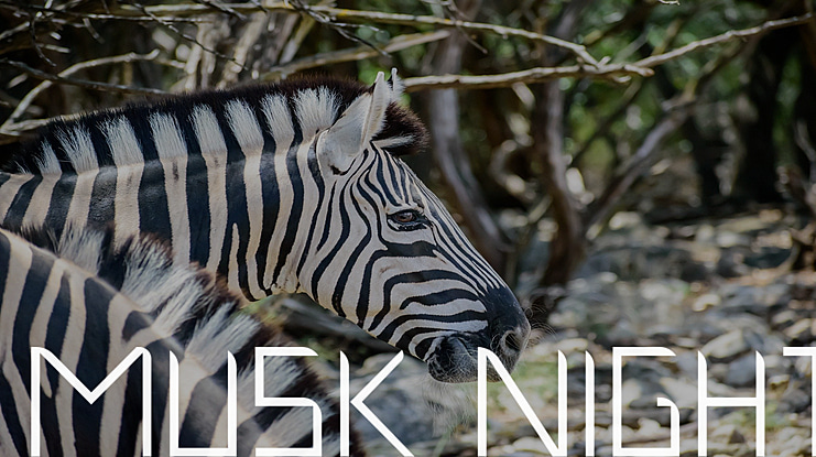 Musk Night Font Family