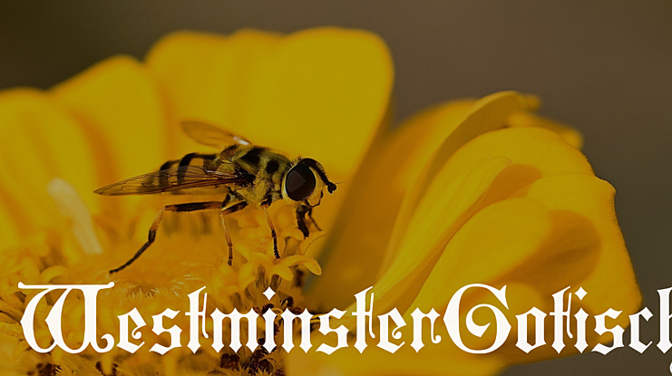 WestminsterGotisch Font